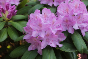 Rhododendron_doldentraubiger_Blütenstand